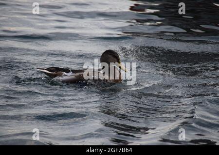 Eine Ente im flug in Überlingen am Bodensee Stockfoto