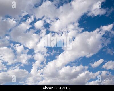 Geschwollene weiße, sonnenbeschienene Altocumulus castellanus Wolken gegen einen blauen Himmel. Stockfoto