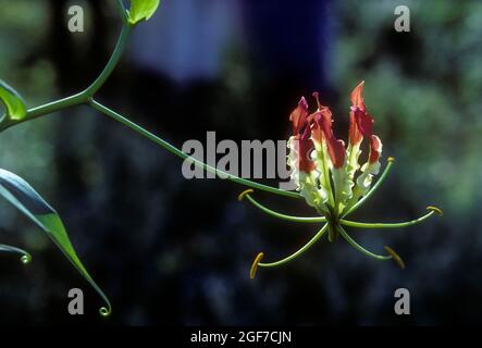 Gloriosa superba (Gloriosa superba) Lilie; linn: Oder Gloriosa rothschildiana; Malabar Glory Lily; Kalihari, Languli, Tamil Nadu, Indien Stockfoto