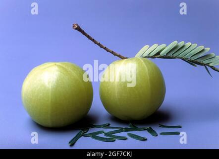 Stachelbeere, Phyllanthus emlica linn., Tamil Nadu, Indien Stockfoto