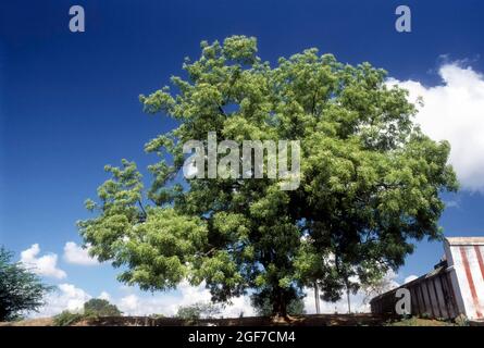 Neem Tree: Azadirachta Indica a.juss; Melia azadirachta linn., Tamil Nadu, Indien Stockfoto