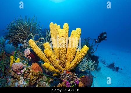 Korallenriff mit gelbgrünem Kerzenschwamm (Aplysina fistularis), hinten links Riesenschlit-Pore-Meeresstab (Plexaurella nutans), rechter Taucher, Karibisches Meer Stockfoto