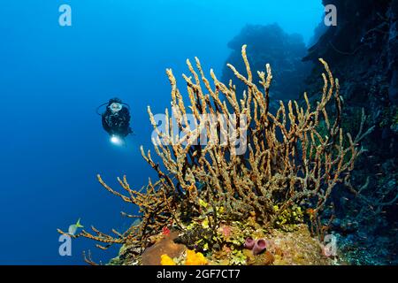 Taucher an der Korallenriffwand mit Blick auf den grünen Fingerschwamm (Lotrochota birotulata) mit Kolonien von goldenem Zoanthid (Parazoanthus swiftii), Karibik Stockfoto