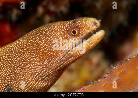 Goldschwanzmoränen (Gymnothorax miliaris), Karibisches Meer in der Nähe von Maria la Gorda, Provinz Pinar del Rio, Karibik, Kuba Stockfoto