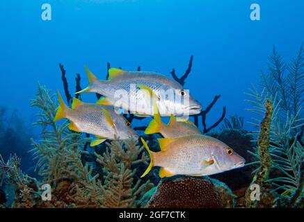 Kleine Schule des Schullehrers Snapper (Lutjanus apodus), Karibisches Meer in der Nähe von Maria la Gorda, Provinz Pinar del Rio, Karibik, Kuba Stockfoto