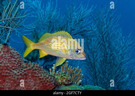 Französische Grunze (Haemulon flavolineatum), gelber Grunfisch, Karibisches Meer in der Nähe von Maria la Gorda, Provinz Pinar del Rio, Karibik, Kuba Stockfoto