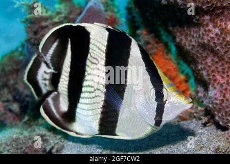 Gebänderter Falterfisch (Chaetodon striatus), Karibisches Meer in der Nähe von Maria la Gorda, Provinz Pinar del Rio, Karibik, Kuba Stockfoto