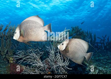 Grauer Engelfisch (Pomacanthus arcuatus), zwei, schwimmend über Korallenriff, Karibisches Meer bei Maria la Gorda, Provinz Pinar del Rio, Karibik, Kuba Stockfoto