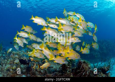 Schoolmaster Snapper (Lutjanus apodus), Karibisches Meer in der Nähe von Maria la Gorda, Provinz Pinar del Rio, Karibik, Kuba Stockfoto