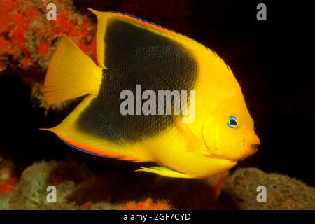 Felsenschönheit (Holacanthus tricolor), Karibisches Meer in der Nähe von Maria la Gorda, Provinz Pinar del Rio, Karibik, Kuba Stockfoto