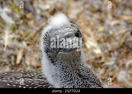 Nördliche Gannette (Morus bassanus), jugendlich, Porträt, Parc national de l'Ile-Bonaventure-et-du-Rocher-Perce, Quebec, Kanada Stockfoto