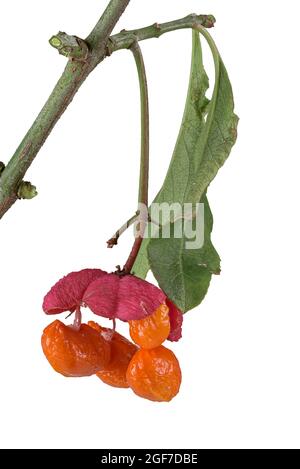 Europäische Spindel (Euonymus europaeus), Zweig, Blatt, Fruchtkapsel, Samen, Deutschland Stockfoto