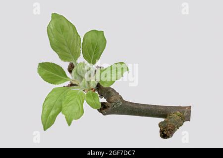 Apfelbaum (Malus domestica), Zweig mit Blütenknospe, Blatt, Deutschland Stockfoto