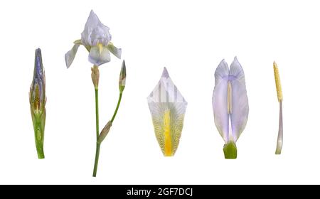 Violette Wurzel (Iris germanica 'Florentina'), Blume, offene Knospe, Pollenblatt, Bildtafel, Deutschland Stockfoto