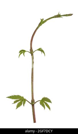 Hopfen (Humulus lupulus), Ranke mit frischen Blättern, Deutschland Stockfoto