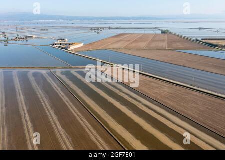 Überflutete Reisfelder im Mai werden die Spuren von einem Traktor verursacht, der Reissamen aussaat, die trockenen Flecken werden experimentell mit Trockenreis kultiviert Stockfoto