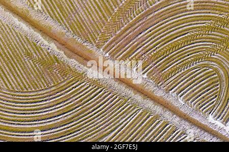 Detail eines überfluteten Reisfeldes im Mai werden die Strecken von einem Traktor verursacht, der Reissamen aussaat, Luftaufnahme, Drohnenschuss, Ebro Delta Nature Reserve Stockfoto