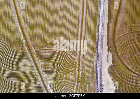 Detail eines überfluteten Reisfeldes im Mai werden die Strecken von einem Traktor verursacht, der Reissamen aussaat, Luftaufnahme, Drohnenschuss, Ebro Delta Nature Reserve Stockfoto