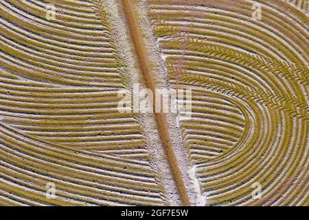 Detail eines überfluteten Reisfeldes im Mai werden die Strecken von einem Traktor verursacht, der Reissamen aussaat, Luftaufnahme, Drohnenschuss, Ebro Delta Nature Reserve Stockfoto