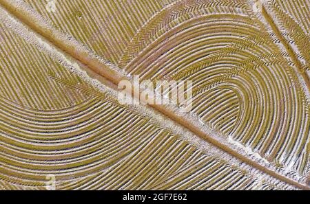 Detail eines überfluteten Reisfeldes im Mai werden die Strecken von einem Traktor verursacht, der Reissamen aussaat, Luftaufnahme, Drohnenschuss, Ebro Delta Nature Reserve Stockfoto