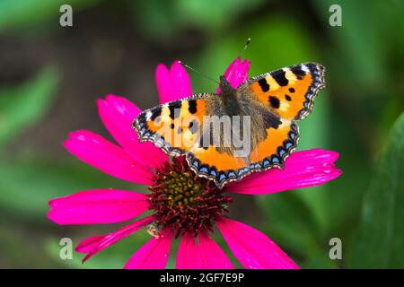 Kleine Schildpatt (Aglais urticae), Schmetterling auf der Blüte der Purpurkegel-Blume (Echinacea purpurea), Hessen, Deutschland Stockfoto