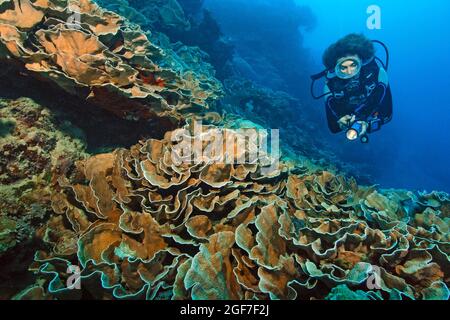 Tauche mit Blick auf Scheibenkoralle (Turbinaria construcua), Pazifischer Ozean, Yap Island, Föderierte Staaten von Mikronesien Stockfoto