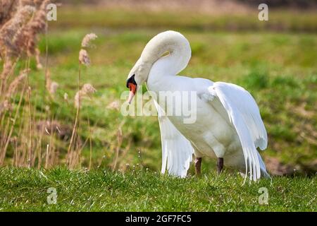 Nahaufnahme des stummen Schwans (Cygnus olor) Stockfoto