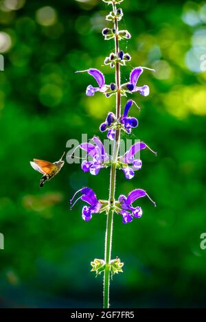 Hummingbird Hawk-Motte schwebt neben wunderschönen lila blühenden Wiesenbeißpflanze, hinterleuchtet mit getupftem grünen Hintergrund Bokeh Stockfoto