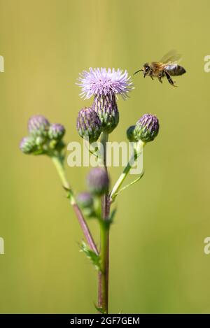 Honigbiene (APIs mellifera), die auf der Sommerwiese neben einer Felddistel (Cirsium Discolor) fliegt Stockfoto