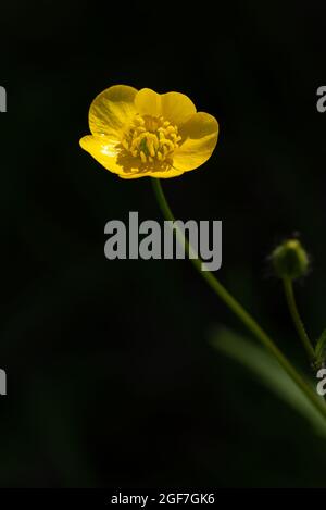 Buttercup Ranunculus repens einzelne glänzend gelbe Wildblume isoliert auf schwarzem Hintergrund mit hellem Sonnenlicht scheint auf Blütenblättern Stockfoto