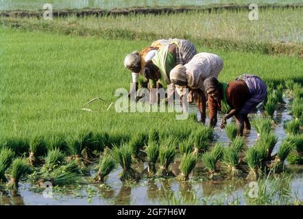 Paddy Seedlings in Tamil Nadu, Indien, zieht den Reis heraus und bündelt ihn Stockfoto