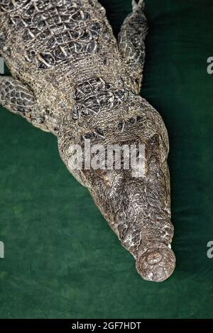 Amerikanisches Krokodil (Crocodylus acutus) im Wasser von oben, Nationalpark Jardines de la Reina, Archipel, Camagueey und Ciego de Avila Stockfoto
