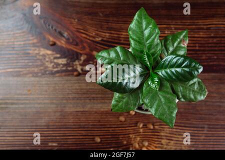 Eine junge grüne Kaffeebaum-Pflanze in einem Eisentopf steht auf einem Holztisch. In der Nähe der Kanne sind Kaffeebohnen. Flach liegend. Speicherplatz kopieren. Stockfoto