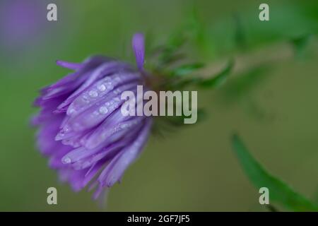 New England Aster Blütenblätter geschlossen Stockfoto