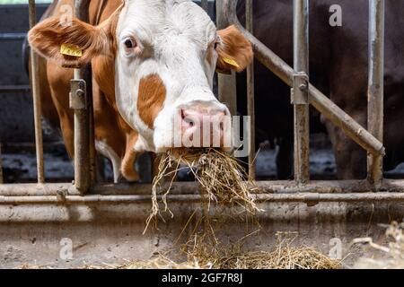 Kühe, die Heu in der Scheune auf einem Bauernhof essen. Stockfoto