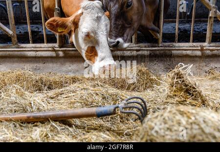 Kühe, die Heu in der Scheune auf einem Bauernhof essen. Stockfoto
