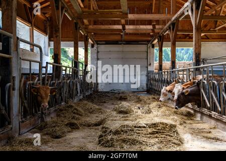 Kühe, die Heu in der Scheune auf einem Bauernhof essen. Stockfoto