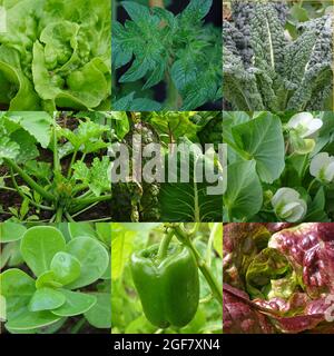 Collage aus neun grünen Gemüse, Salat, Tomaten, Palmkohl, Zucchini, Mangold, Schneeerbsen, Purslane, Paprika, roter Salat Stockfoto