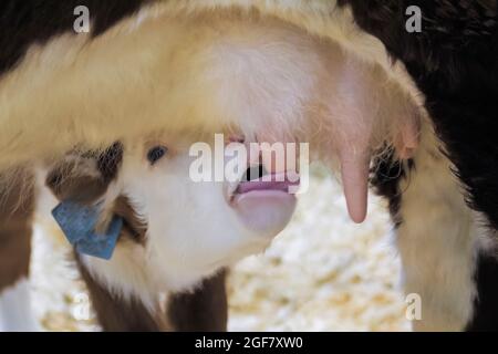 Niedliches braunes und weißes Kalb, das Milch vom Mutterkuheuter trinkt Stockfoto