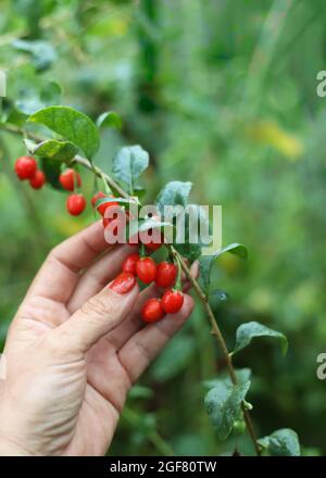 Ernte von Goji-Beeren. Eine weibliche Hand berührt frische Goji-Beeren auf einem Buschzweig im Garten. Stockfoto