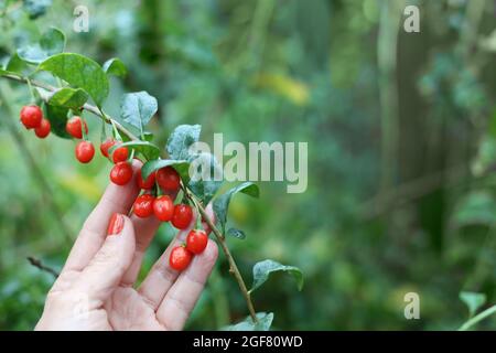 Ernte von Goji-Beeren. Eine weibliche Hand berührt frische Goji-Beeren auf einem Buschzweig im Garten. Stockfoto