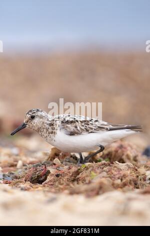 Sanderling (Calidris alba) Winterton Norfolk GB Großbritannien, 2021. August Stockfoto