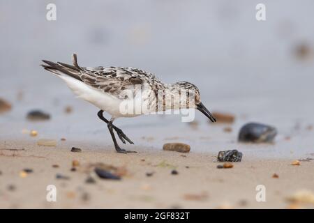 Sanderling (Calidris alba) Winterton Norfolk GB Großbritannien, 2021. August Stockfoto