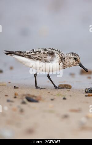 Sanderling (Calidris alba) Winterton Norfolk GB Großbritannien, 2021. August Stockfoto