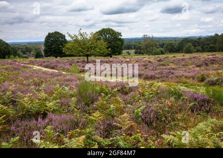 Blühende Heidekraut (Calluna vulgaris) in der Wahner Heide auf dem Telegraphen-Hügel, Troisdorf, Nordrhein-Westfalen, Deutschland. Bluehende Besenheide Stockfoto