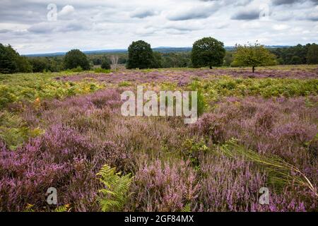 Blühende Heidekraut (Calluna vulgaris) in der Wahner Heide auf dem Telegraphen-Hügel, Troisdorf, Nordrhein-Westfalen, Deutschland. Bluehende Besenheide Stockfoto