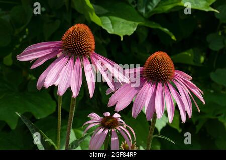 Ein Paar Echinacea purea Blüten im Garten aus nächster Nähe Stockfoto