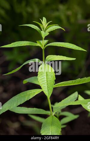 Zweig von Aloysia citrodora, Zitronenverbene im Garten aus nächster Nähe Stockfoto