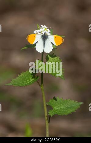 Männlicher Orangenspitzenschmetterling, der sich auf einer Blume in der Waldlichtung Wien, Österreich, ernährt Stockfoto