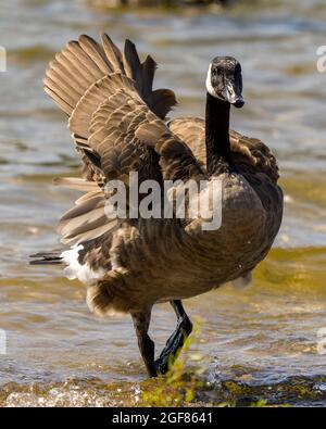 Kanadagänse, die im Wasser spazieren und flauschige braune Federgefiederflügel in ihrer Umgebung und Umgebung zeigen. Foto Der Kanadischen Gänse. Stockfoto